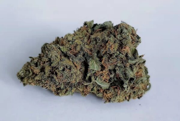 a strain of blue dream sativa is placed on white background